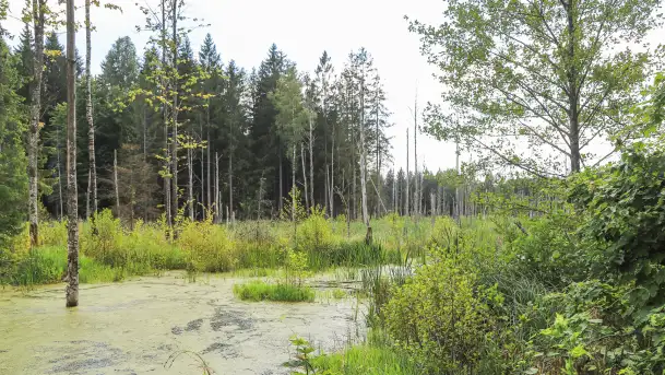 Bagno Minta, Lasy Skaliskie - zdjęcie 2