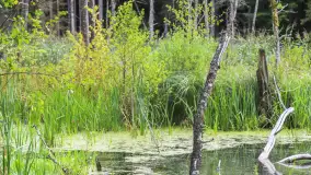 Bagno Minta, Lasy Skaliskie - zdjęcie 3