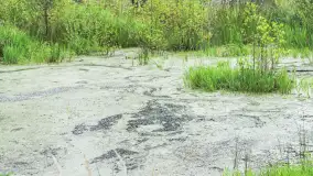 Bagno Minta, Lasy Skaliskie - zdjęcie 6