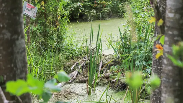 Bagno Minta, Lasy Skaliskie - zdjęcie 7