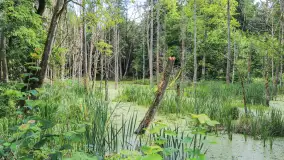 Bagno Minta, Lasy Skaliskie - zdjęcie 5