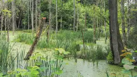 Bagno Minta, Lasy Skaliskie - zdjęcie 10