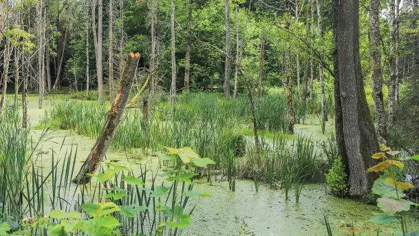 Bagno Minta, Lasy Skaliskie - zdjęcie 10