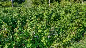 W Mazurskim Gaju - naturalne uprawy, praca i produkty - zdjęcie 9