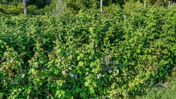 W Mazurskim Gaju - naturalne uprawy, praca i produkty - zdjęcie 9