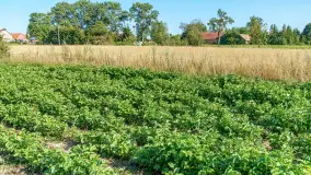 W Mazurskim Gaju - naturalne uprawy, praca i produkty - zdjęcie 18