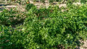 W Mazurskim Gaju - naturalne uprawy, praca i produkty - zdjęcie 16