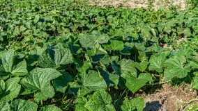 W Mazurskim Gaju - naturalne uprawy, praca i produkty - zdjęcie 15