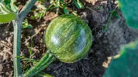 W Mazurskim Gaju - naturalne uprawy, praca i produkty - zdjęcie 6