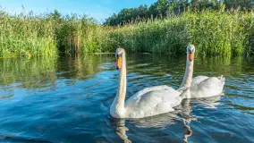 Spływ kajakiem - PTTK Ukta - Nowy Most, sierpień 2026 r. - zdjęcie 60