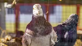 Fotorelacja - V Redyk Mazurski, Sołdany, wrzesień 2026 r. - zdjęcie 215