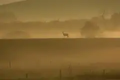 Z zamiłowania do przyrody, w fotografii Mariusza Kulisia - zdjęcie 17