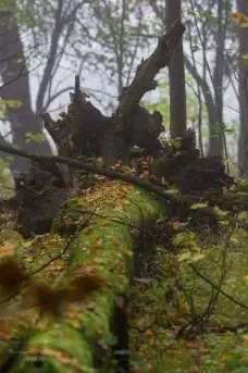 Z zamiłowania do przyrody, w fotografii Mariusza Kulisia - zdjęcie 15