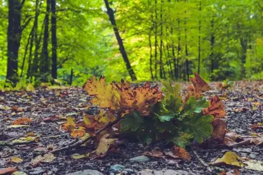 Z zamiłowania do przyrody, w fotografii Mariusza Kulisia - zdjęcie 11