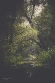 Z zamiłowania do przyrody, w fotografii Mariusza Kulisia - zdjęcie 21