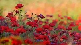 Zdjęcia: Miłośnicy Mazur - magia w zdjęciach Grzegorza - zdjęcie 38