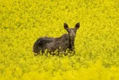 Zdjęcia: Miłośnicy Mazur - zobacz piękno niesamowitej mazurskiej przyrody - zdjęcie 50