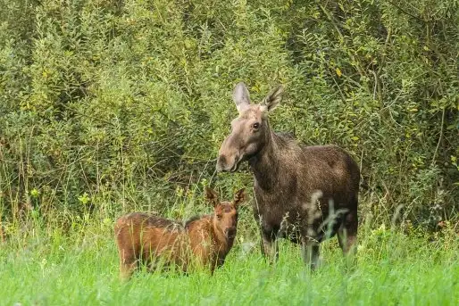 Ssak z rodziny jeleniowatych na zdjęciach Jana Olchówki - zdjęcie 4