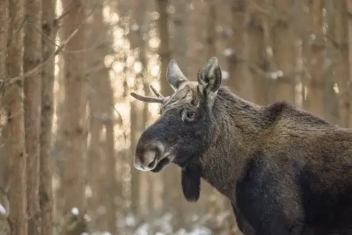 Ssak z rodziny jeleniowatych na zdjęciach Jana Olchówki - zdjęcie 3