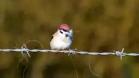 Zdjęcia: Miłośnicy Mazur, dzisiaj zdjęcia Stanisława Sielewicza - zdjęcie 30