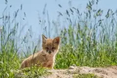 Lisy na Mazurach - zdjęcie 84