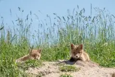 Lisy na Mazurach - zdjęcie 80