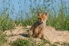 Lisy na Mazurach - zdjęcie 68