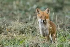 Lisy na Mazurach - zdjęcie 61