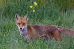 Lisy na Mazurach - zdjęcie 58