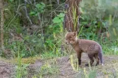 Lisy na Mazurach - zdjęcie 53