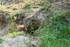 Lisy na Mazurach - zdjęcie 52