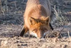 Lisy na Mazurach - zdjęcie 14