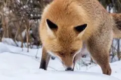 Lisy na Mazurach - zdjęcie 9