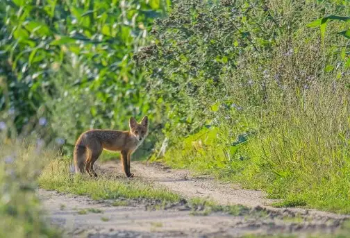 Lisy na Mazurach - zdjęcie 6