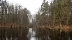 Las miejski w Giżycku, styczeń 2020 - zdjęcie 21