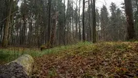 Las miejski w Giżycku, styczeń 2020 - zdjęcie 18