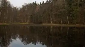 Las miejski w Giżycku, styczeń 2020 - zdjęcie 13