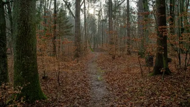 Las miejski w Giżycku, styczeń 2020 - zdjęcie 10