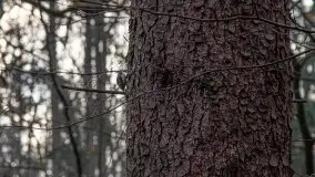 Las miejski w Giżycku, styczeń 2020 - zdjęcie 9