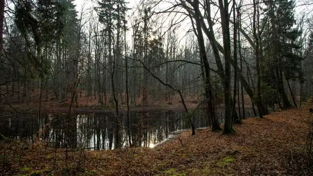 Las miejski w Giżycku, styczeń 2020 - zdjęcie 8