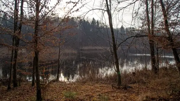 Las miejski w Giżycku, styczeń 2020 - zdjęcie 6