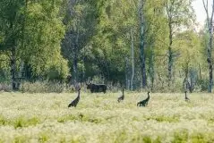 Mazurskie żurawie na zdjęciach Jana Olchówki - zdjęcie 93