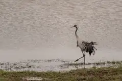 Mazurskie żurawie na zdjęciach Jana Olchówki - zdjęcie 92