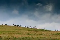 Mazurskie żurawie na zdjęciach Jana Olchówki - zdjęcie 83