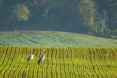 Mazurskie żurawie na zdjęciach Jana Olchówki - zdjęcie 77