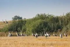 Mazurskie żurawie na zdjęciach Jana Olchówki - zdjęcie 73