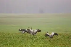 Mazurskie żurawie na zdjęciach Jana Olchówki - zdjęcie 69