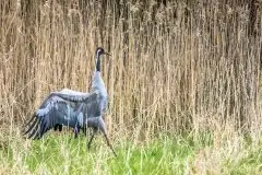 Mazurskie żurawie na zdjęciach Jana Olchówki - zdjęcie 67
