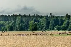 Mazurskie żurawie na zdjęciach Jana Olchówki - zdjęcie 66
