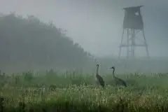 Mazurskie żurawie na zdjęciach Jana Olchówki - zdjęcie 62
